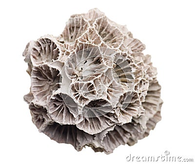 Fossilized seashell isolated Stock Photo