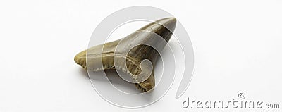 Fossilized tooth fragment with pointed tip on white background, ancient, dinosaur, white Stock Photo