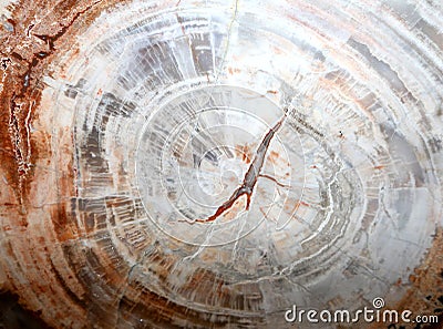 fossilized tree trunk lived millions of years ago Stock Photo