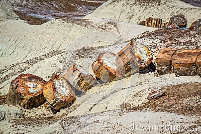 Fossilized tree trunk Petrified Forest National Park Arizona USA Stock Photo