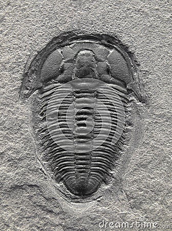 Fossilized trilobite. Stock Photo