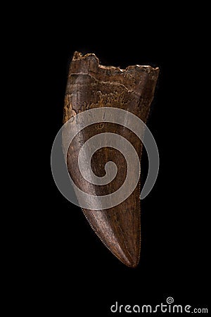 Fossilized Tyrannosaur Nanotyrannus Tooth on black background Stock Photo