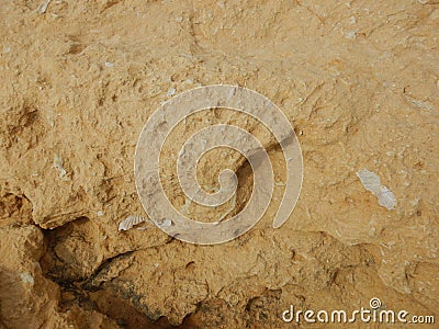 Fossilized white clam embedded in brown stone. Stock Photo