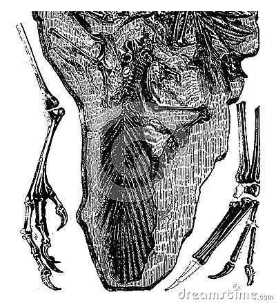 Fossils of Archaeopteryx found in Jurassic Solnhofen Bavaria, vintage engraving Vector Illustration