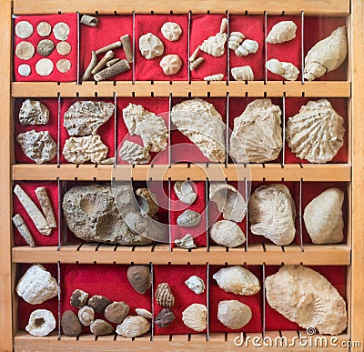 Fossils collection Stock Photo