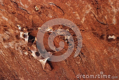 Fossils in red sandstone Editorial Stock Photo