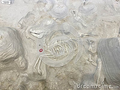 Fossils in the Rhino Barn Ashfall Fossil Beds State Historic Park in Royal, NE Editorial Stock Photo