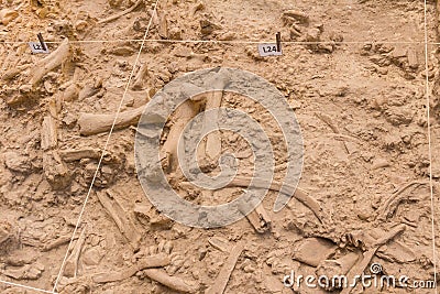 Fossils of short necked giraffe - Sivathere - at excavation pit in West Coast Fossil Park, South Africa Editorial Stock Photo