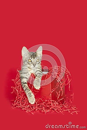 Small tabby Kitten playing inside of a red gift box Stock Photo