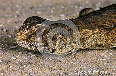 FOUETTE QUEUE D`EGYPTE uromastyx aegyptius Stock Photo