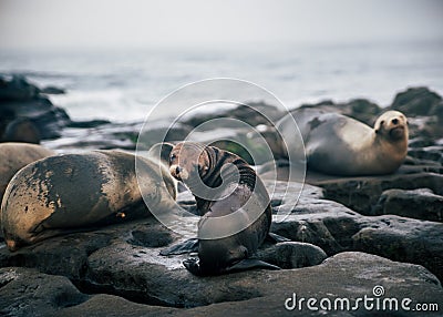 Young seal with a morning curiousness Stock Photo