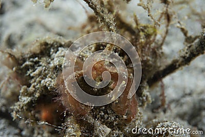 Orangutan Crab Achaeus japonicus Stock Photo