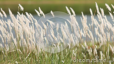 Fountain grass Stock Photo