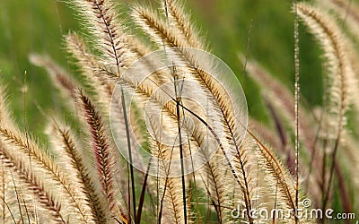 Fountain grass Stock Photo