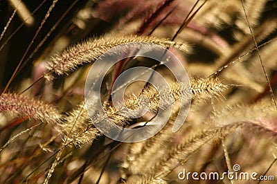 Fountain Grass Stock Photo