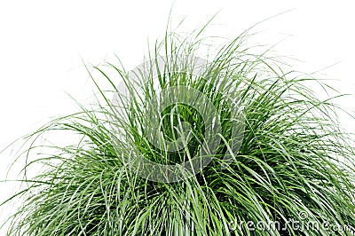 Fountain Grass Over White Stock Photo