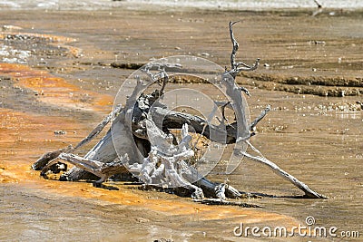 Fountain Paint Pot trail between gayser, boiling mud pools and burnt trees in in Yellowstone National Park Stock Photo