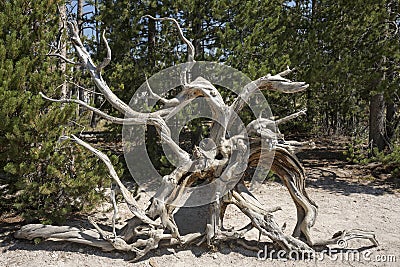 Fountain Paint Pot trail between gayser, boiling mud pools and burnt trees in in Yellowstone National Park Stock Photo