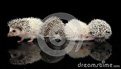 Four African Hedgehogs are in the dark studio Stock Photo