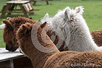 Four Alpacas in a green meadow. eats chunks. Selective focus on the head of the white alpaca, photo of heads Stock Photo