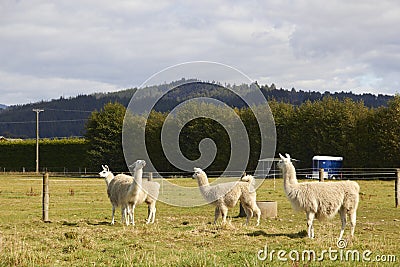 Four alpacas relaxing at the farm Stock Photo