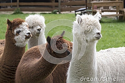 Four Alpacas, white and brown alpacas, looking at the right. Selective focus, photo of heads Stock Photo