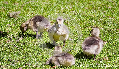 Four baby Geese Stock Photo