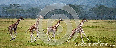 Four baby giraffe running across the savannah. Close-up. Kenya. Tanzania. East Africa. Cartoon Illustration