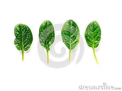 Four baby spinach leaves isolated on white Stock Photo