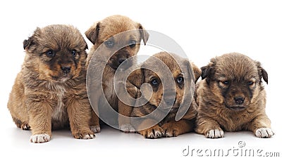 Four beautiful puppies Stock Photo