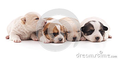 Four beautiful puppies. Stock Photo