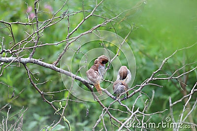 Four of the beautiful tiny brown birds engaged in a strange activity upon a bush plant. Scenery of this flora and fauna Stock Photo