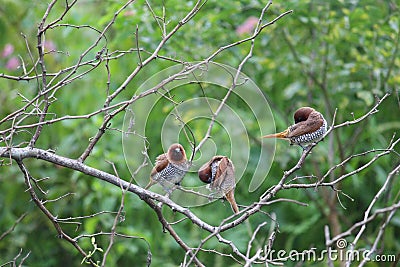 Four of the beautiful tiny brown birds engaged in a strange activity upon a bush plant. Scenery of this flora and fauna looks we Stock Photo