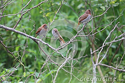 Four of the beautiful tiny brown birds engaged in a strange activity upon a bush plant. Scenery of this flora and fauna looks awe Stock Photo