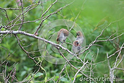 Four of the beautiful tiny brown birds engaged in a strange activity upon a bush plant. Scenery of this flora and fauna looks awe Stock Photo