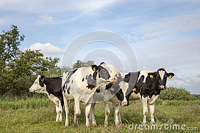 Four beautiful young black and white cows, Friesian Holstein, stand close together in a meadow under a blue sky with clouds Stock Photo
