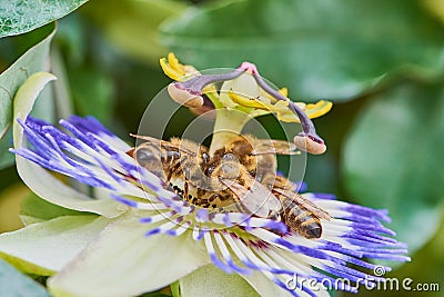 Bees collecting pollen on a passion flower, macro image Stock Photo