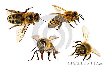 four bees honeybees Apis Mellifera isolated on white Stock Photo