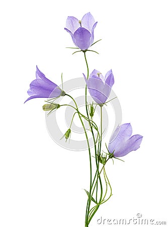 Four bellflowers isolated on white Stock Photo