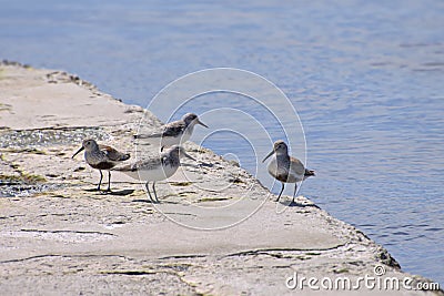 Two Sanderling Sandpipers With Two Dunlin Sandpipers On Concrete Pier Stock Photo