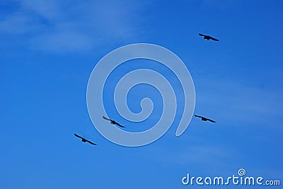 Four black birds soar in the blue sky Stock Photo