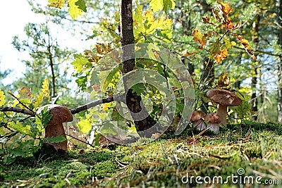 Four boletus mushrooms under an oak Stock Photo