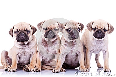 Four bored mops puppy dogs Stock Photo