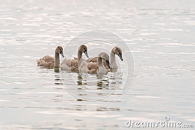four swan chicks swim across lake Stock Photo