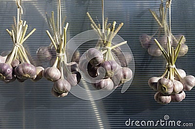 Four bundles of bound heads of fresh garlic Stock Photo