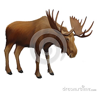 Moose. Adult male elk.Isolated realistic illustrat Cartoon Illustration