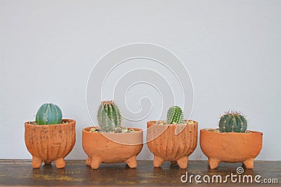 Four cactus and succulents in clay pot. Stock Photo