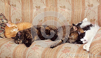 Four Cats Sleeping on the Sofa Stock Photo