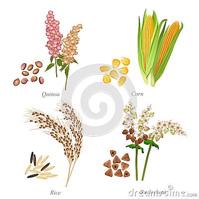 Four cereals in form of grains and ears Vector Illustration