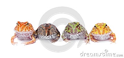 Four chachoan horned frogs isolated on white Stock Photo